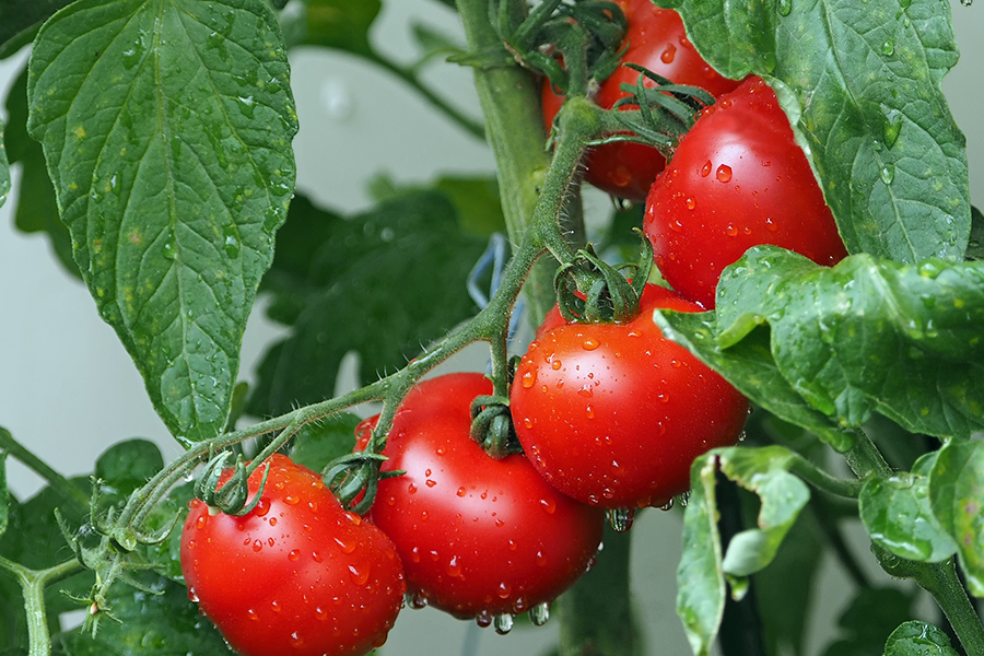 Erntereife Tomaten am Strauch